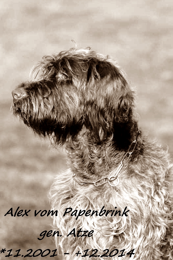 Alex vom Papenbrink gen.Atze1