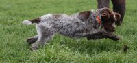 0 200x93 images stories GriffonBilder HellbachTalDistel