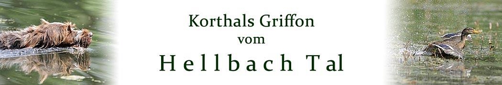 Korthals Griffon vom Hellbach Tal
