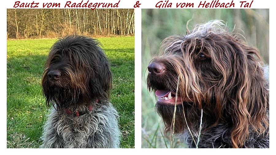 page Bautz und Gila