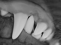 tierzahnarzt-morgenegg-caninus-engstand-fig-10