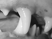 tierzahnarzt-morgenegg-caninus-engstand-fig-12