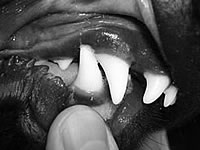 tierzahnarzt-morgenegg-caninus-engstand-fig-13